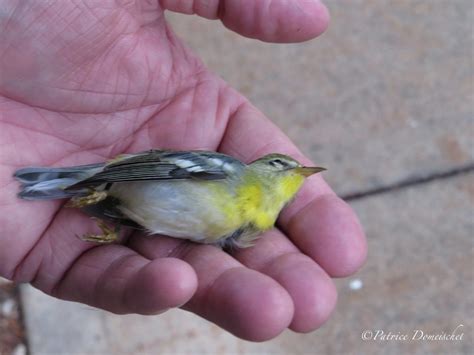 Link opens in a new window. Your Turn: Local Audubon Society tackles window-strike ...