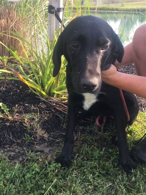 It doesn't matter if they meet strangers or other animals, labs love making new friends and being with other. AVAILABLE FOR ADOPTION IN NEW ENGLAND — Lucky Lab Rescue