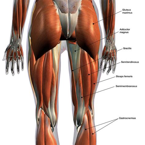 Leg muscle diagram diagram illustrating muscle groups on back of human legs rear view. Rear View Of Leg Muscles On White Photograph by Hank Grebe