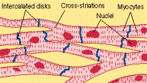 This section explores the different types of muscles in our body and their involvement in sporting activities. Muscular Tissue Quiz - Human Physiology Quiz | Cell ...
