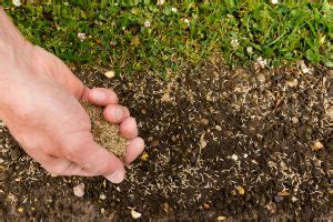 Through dormant seeding, grass seed can be planted in november when the weather is cold enough to keep it dormant until the weather warms up in the spring. When Should I Plant Grass Seed? | Hidden Creek Landscaping