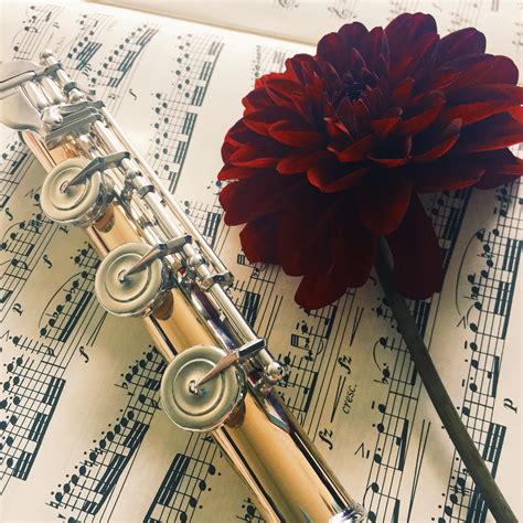 So if you're looking to add something a little different to even though this beautiful black bloom looks to be as dark as the night, it's in fact a very dark the iris is a flower that is obtainable in almost every colour imaginable, including a deep shade of. Beautiful red wine colored flower found at the local ...