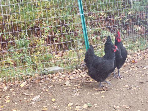 Check spelling or type a new query. My Chicken And Egg Journal: They are 22 and 23 and half ...