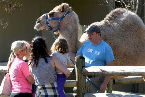 If you always dreamed of mixing with new people but didn't know how, camloo will come to rescue. Zoo Knoxville Saddened by Death of Beloved Camel 'Abba ...