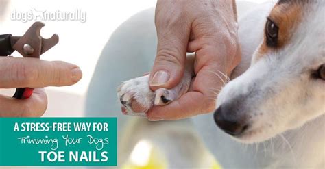 Best dog nail trimmers for small dogs and puppies. Dog nail clipping near me > MISHKANET.COM