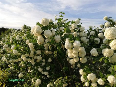 The name kalina comes from the russian name for a type of viburnum. Kalina koralowa 'Roseum' Szkółka Drzew i Krzewów Ozdobnych ...