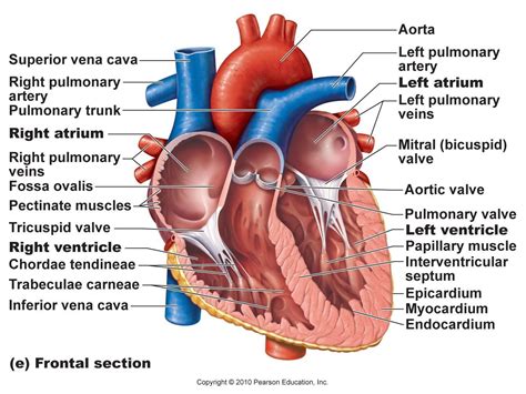 Some muscles are named based upon their connection to a stationary bone (origin) and a moving bone (insertion). Image Of Internal Structure Of Human Heart Diagram Of ...