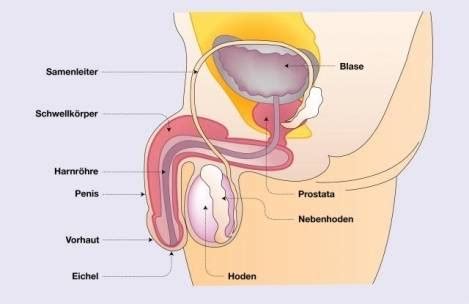 Zum inneren genitale der frau zählen eierstock und eileiter (ovarium und tuba uterina), die jeweils paarig angelegt sind, sowie die gebärmutter (uterus) und die scheide (vagina). Männliche Geschlechtsorgane im Überblick | Ellviva