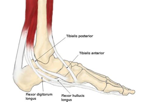 Anatomical diagram of the foot and ankle highlighting effects of posterior tibial tendon insufficiency. Posterior Tibial Tendon Dysfunction and Painful Flat Feet ...