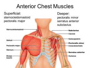 Chest muscles anatomy for bodybuilders. nautilus machne guide