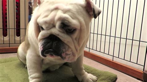 The site owner hides the web page description. 英國鬥牛犬 English Bulldog 20160225（婠婠WanWan：1Y 248D & 鐵男Fe：1Y164D）-1 - YouTube