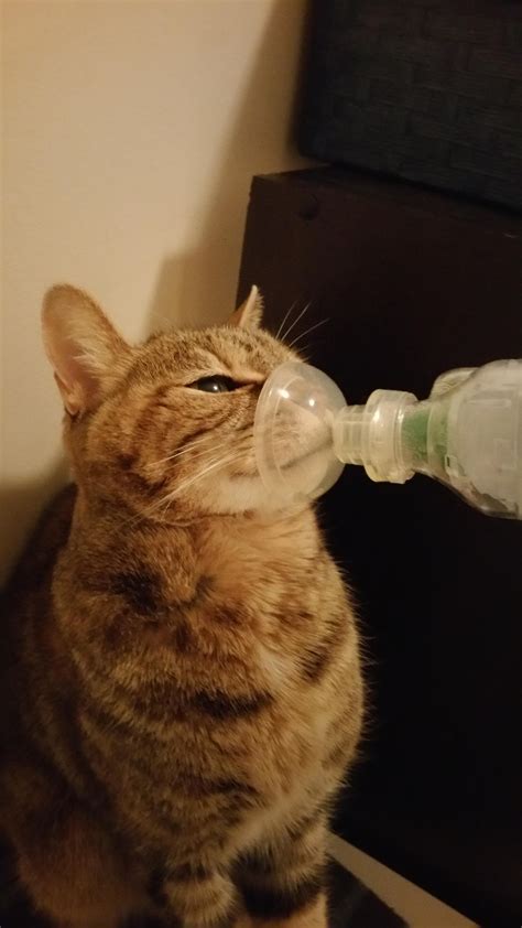 Adrenegic agonist (laba) medicines such as formoterol (one of the medicines in symbicort) have an increased risk of death from asthma problems. My foster cat has asthma and uses an inhaler twice a day : aww