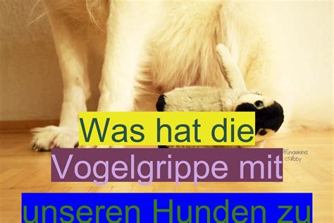 Vogelgrippe wird durch influenzaviren vom typ a verursacht. Hallo ihr Lieben, vielleicht habt ihr es in den ...