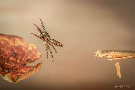 Springspinne — springspinnen zebraspringspinne (salticus scenicus) mit beute systematik klasse … deutsch wikipedia. Foto-Howto: Springspinnen während des Sprungs ...