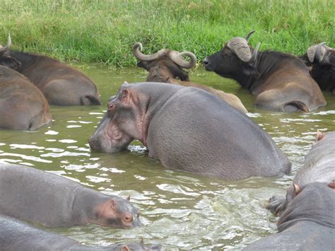 Oleh itu afrika jenis gajah dalam foto sering sibuk dengan berenang. Gambar : alam, hewan, margasatwa, liar, kebun binatang ...