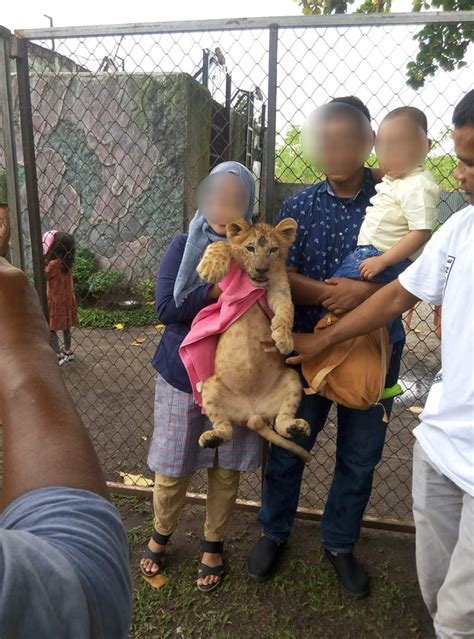 Dengan begitu, popularitasnya membuat kebun binatang meningkatkan bayarannya dari usd 25 atau rp 379 ribu menjadi usd 50 atau sekitar rp 758 ribu. Empat Singa Afrika Jadi Objek Foto di Kebun Binatang Kasang Kulim Kampar - kumparan.com