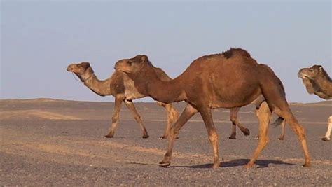 But if you delete half of it, your pc will work completely fine, but with less functions than before. 20 Most Interesting Camel Facts With Photos - Answers Africa