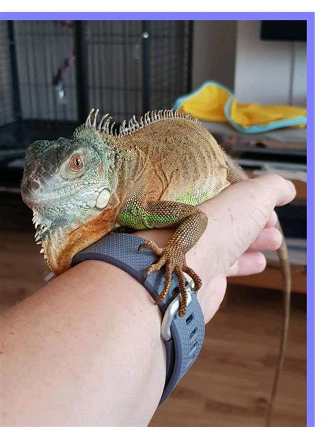 #rhinocerosiguana #rhinoiguana #iguana ==== great basin serpentarium. humidity for iguana - How to keep ? | Pet Animal World