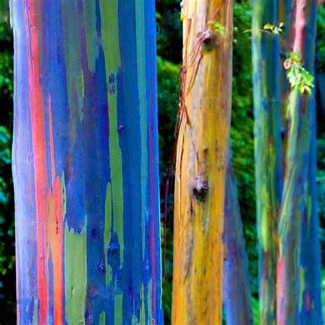 Bonsai are especially susceptible to mites. Bonsai 100pcs Giant Rainbow Eucalyptus Beautiful Flower ...