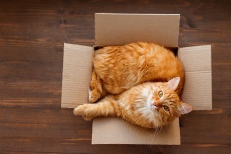 Nationwide is one of the few pet insurance providers that will extend coverage beyond dogs and cats, covering birds and all manner of other pets, so if you are looking to cover a. Why Do Cats Like Boxes? | Healthy Paws Pet Insurance