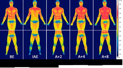 Muscular function and anatomy of the upper leg. -Anterior IRT images (320x240 pixels) of the Upper and Lower Body of a... | Download Scientific ...