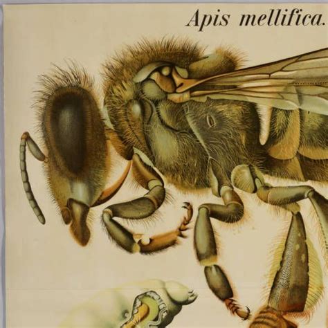 Cacti are still a common subject of artwork in the american southwest. Apis mellifica. II. - Tab. 30 :: Library, Plant Sciences ...