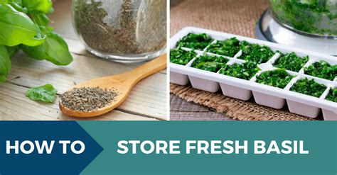 Maybe you would like to learn more about one of these? How to Store Fresh Basil, and Preserve it for years in ...