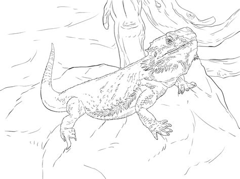 Select from 35970 printable crafts of cartoons, nature, animals, bible and many more. Bearded Dragon Coloring Page Full Documents | Educative ...