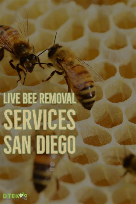 Let us bee your trusted bee professionals. Bee Removal Encinitas by D-Tek | Bee removal, Bee, Bee ...