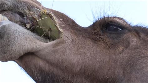 It covers miles of distances in deserts and their long double eyelashes serve as an important function to protect eyes from sand. How do camels eat cactus > NISHIOHMIYA-GOLF.COM