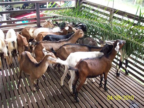 Itu seluruh kelas yang sudah resmi dari organisasi kambing etawa kaligesing nasional. Ladang Ternakan Kambing Izzel Deen Melaka: Induk kambing ...