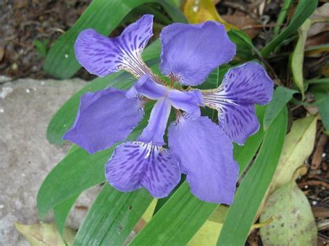 Butterfly iris plant iris plant leaves growing japanese iris japanese iris colors oriental iris different iris flowers iris ensata variegata planting iris plants japanese iris pond plant japanese iris geisha how to care for iris japanese iris name transplanting iris plants japanese iris lion king royal. Iris tectorum | Japanese Roof Iris | Tectorum Blue Iris ...