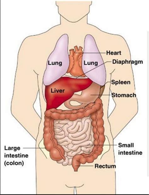 Liver anatomy picture function conditions tests treatments. Chest Muscle Anatomy Diagram : Human Anatomy Chest From ...