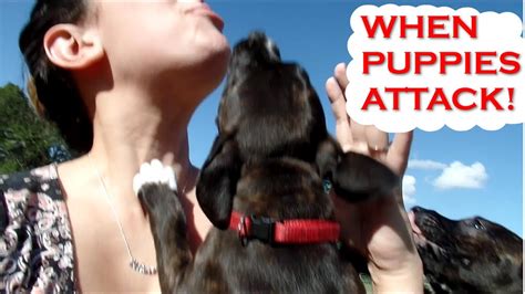 Click the small x to the right of a group's name and shelter # to report an error. PITBULL PUPPY ATTACK! - YouTube