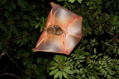 Weighing up to 37 pounds, they look a lot like the r.o.u.s. Absurd Creature of the Week: The Adorably Creepy Gliding ...