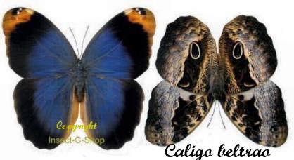 Best match ending newest most bids. Caligo beltrao