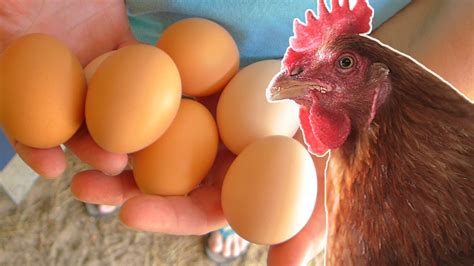 Make impressive giant raviolis with an egg yolk in each one. What to feed your chickens so they lay eggs year round ...