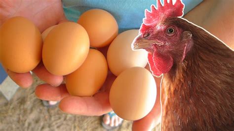 All day i dream of eggs: What to feed your chickens so they lay eggs year round ...