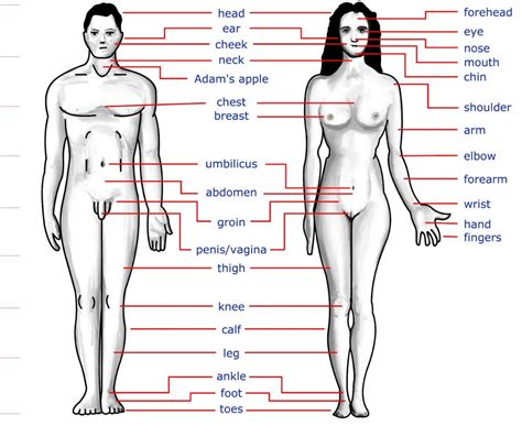 They can also see where those body parts go on the human body. Female Body Parts Chart | Anatomy Posters and Anatomy Charts