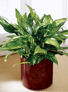 Browse a wide selection of asian plants, planters and indoor fountain designs and ideas for your home, including tabletop fountains, flower pots, terrariums, topiaries and more. 39 Air Purifying House Plants ideas | house plants, plants ...