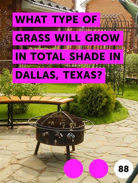 They are tolerant to drought so don't worry about troubles with watering. What Type of Grass Will Grow in Total Shade in Dallas ...