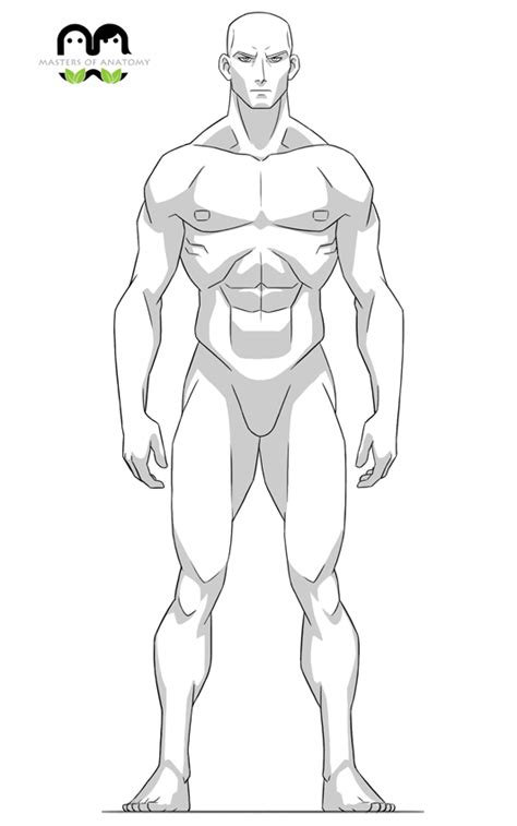 For a character like the one in this example that is not overly muscular but still fairly fit you can just add some hints of the chest and stomach muscles. Artstation Male Anatomy Turn Hand Drawn Masters Of Anatomy