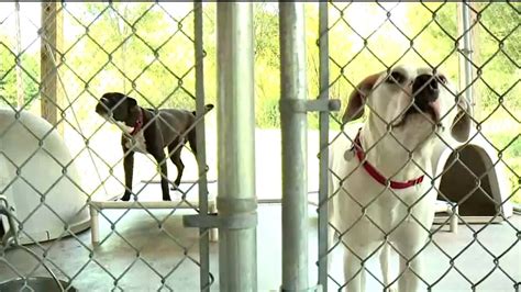 The food bank singapore ltd, the foodbank singapore ltd, 218 pandan loop, xpace, singapore, 128408, e. Nine-Year-Old Boy Donates One Year Worth of Dog Food to ...