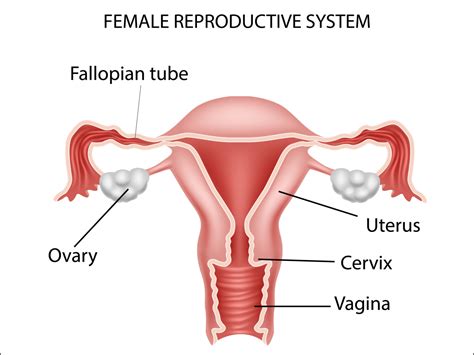 The system produces female gametes, called ova or eggs, and provides a however, they normally function only in women. Female reproductive system by Tigatelu on Dribbble
