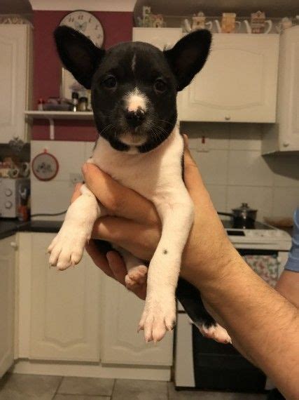 Only guaranteed quality, healthy puppies. Basenji Puppies For Sale | Pennsylvania Avenue, Gibsonton ...