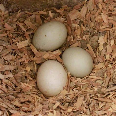 Satu biji telur rebus bersamaan 70 kalori. 6 Tips Meningkatkan Produksi Telur Bebek Secara Efektif ...