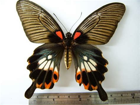 Papilio memnon, the great mormon, is a large butterfly native to southern asia that belongs to the swallowtail family. Papilio Memnon Butterfly | Fun Animals Wiki, Videos ...