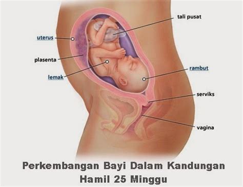 Gejalanya mulai dari keputihan hingga sakit kepala. Perkembangan Bayi Dalam Kandungan Hamil 25 Minggu