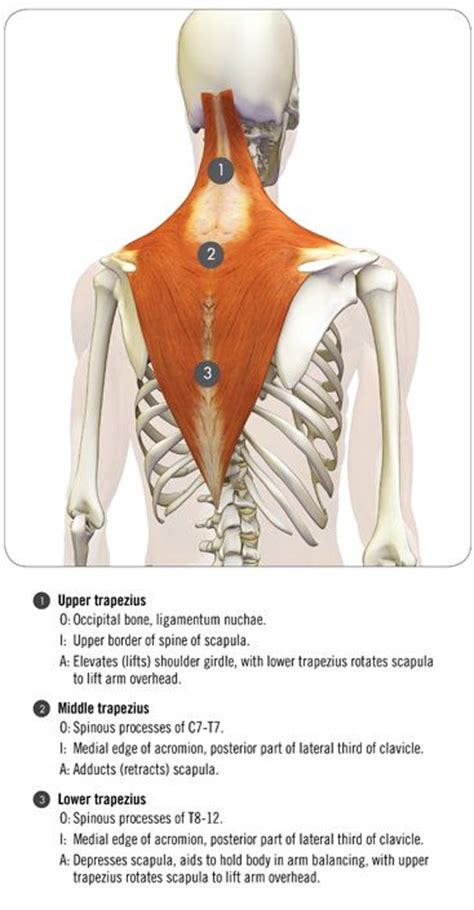 Reference from the book anatomy for the artist, by sarah. 40 best Drawing References - Anatomy - The Back images on Pinterest | Human anatomy, Muscle ...