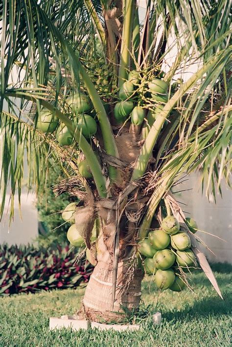 Wrap plastic wrap around the sticks and across the top. Dwarf coconut - Alchetron, The Free Social Encyclopedia